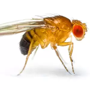 Drosophila Melanogaster
